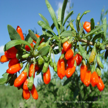 Factory Manufacture Directly Red Wolfberry Goji Berry Organic